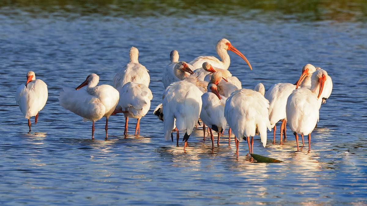 White Ibis - Karl H (Hoeff ka)