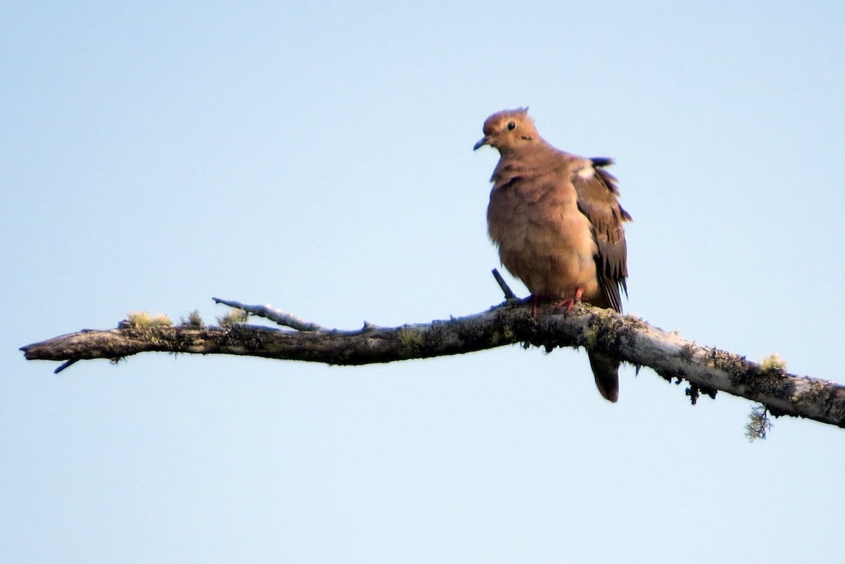 Mourning Dove - Pat McKay