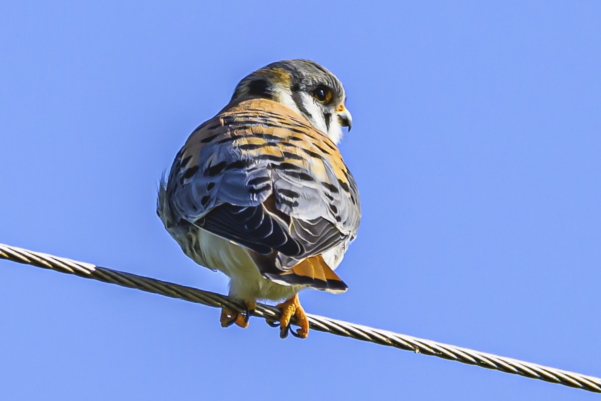 American Kestrel - ML623954259