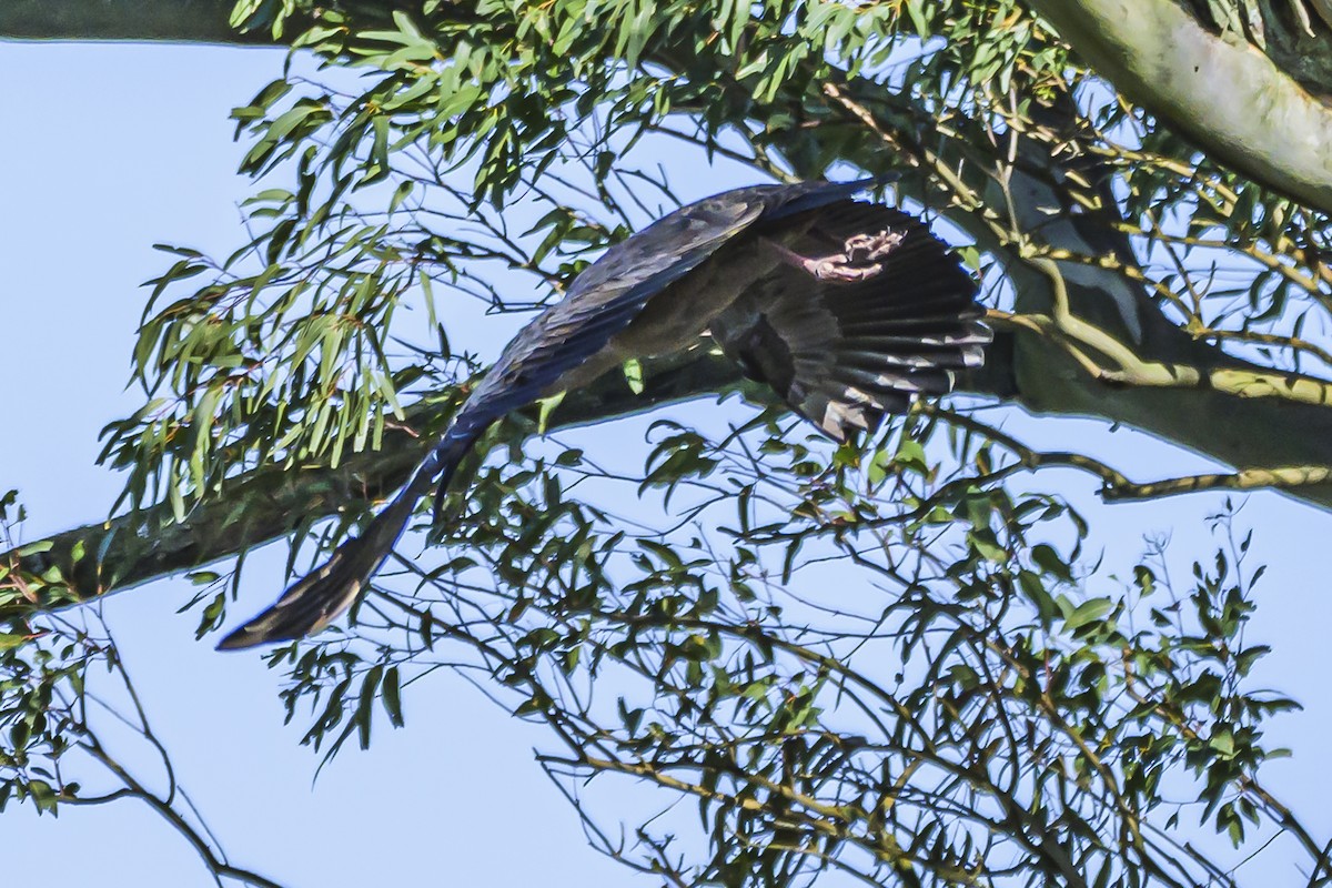 Plumbeous Ibis - ML623954260