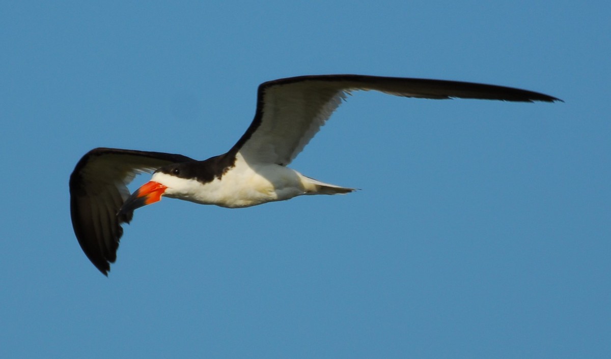 Black Skimmer - ML623954271