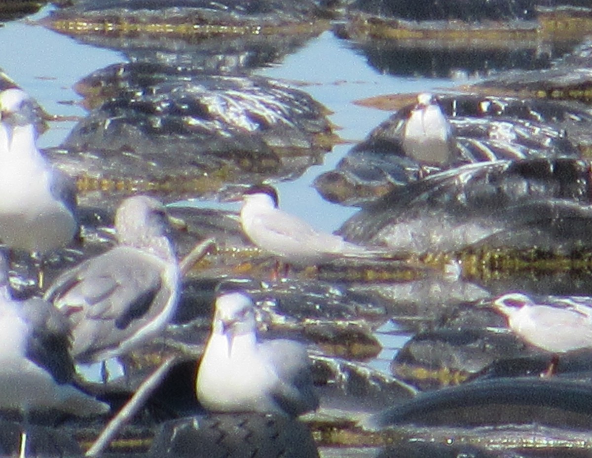 Common Tern - ML623954301