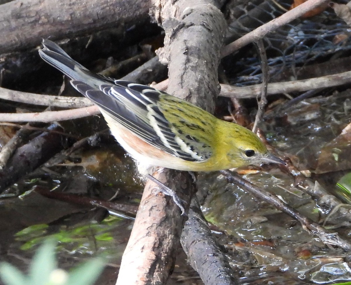 Bay-breasted Warbler - Janet Pellegrini