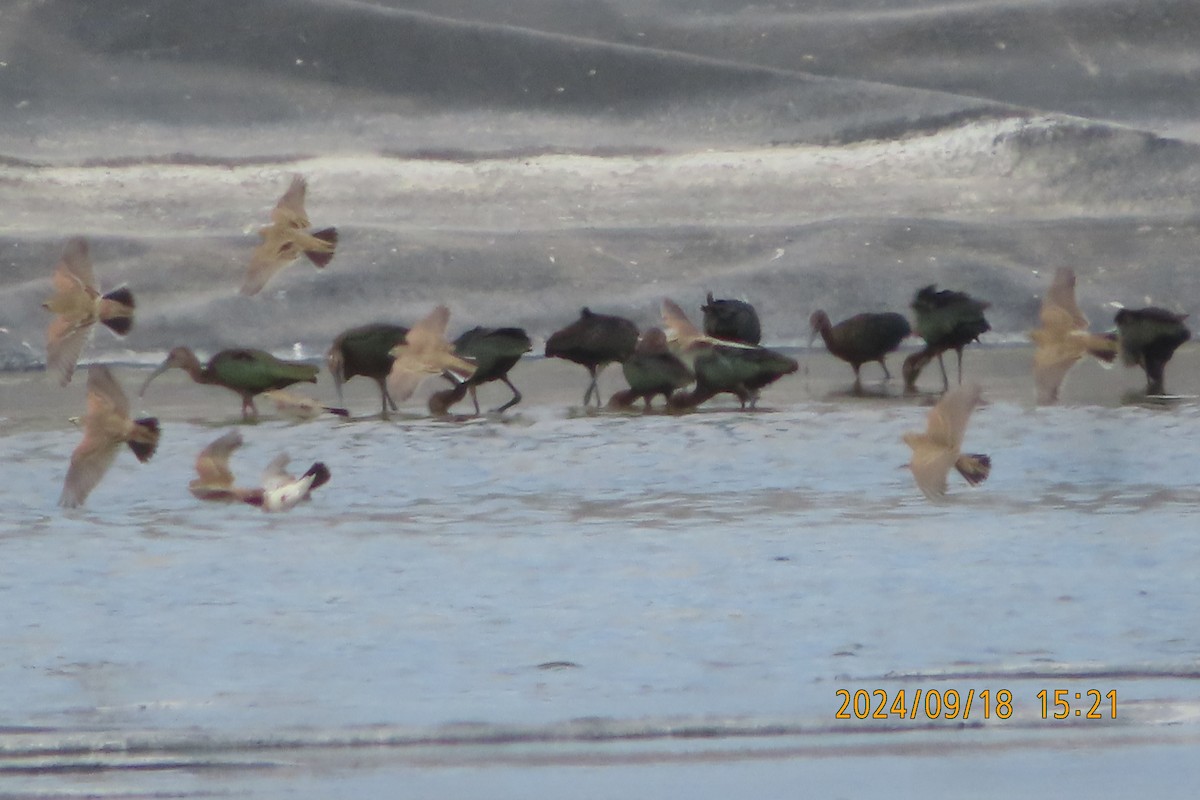 White-faced Ibis - ML623954338