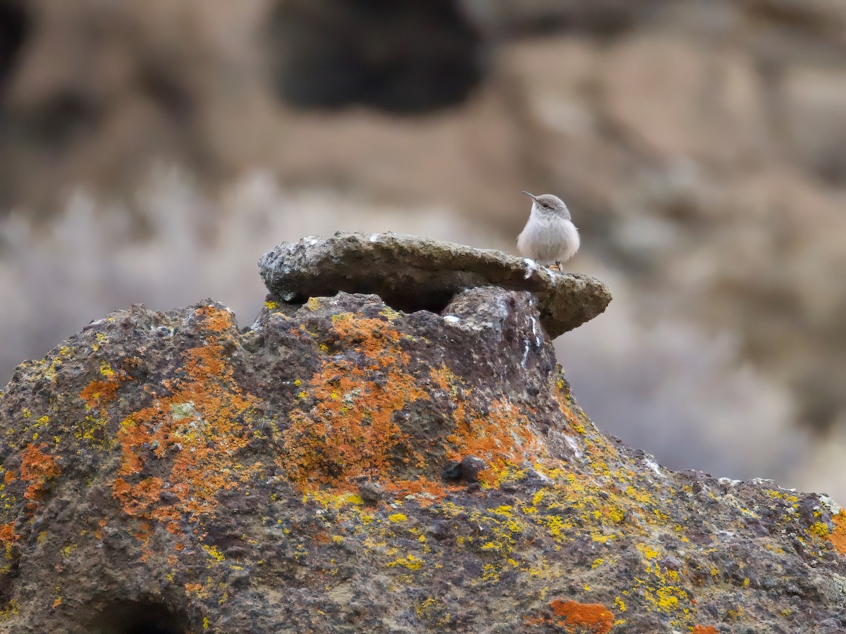 Rock Wren - Sandi Templeton