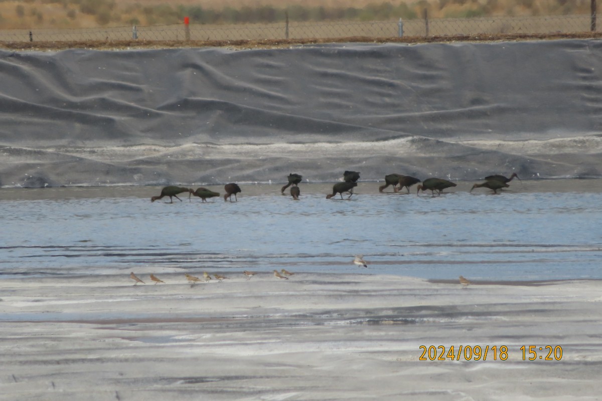 White-faced Ibis - ML623954342