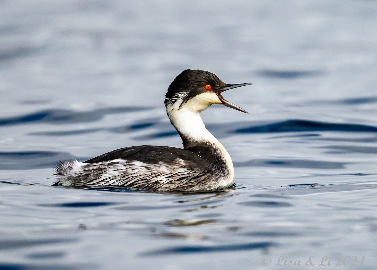 Junin Grebe - ML623954352