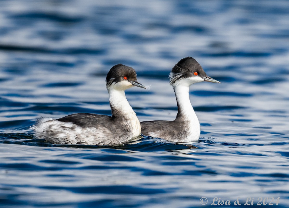 Junin Grebe - ML623954353