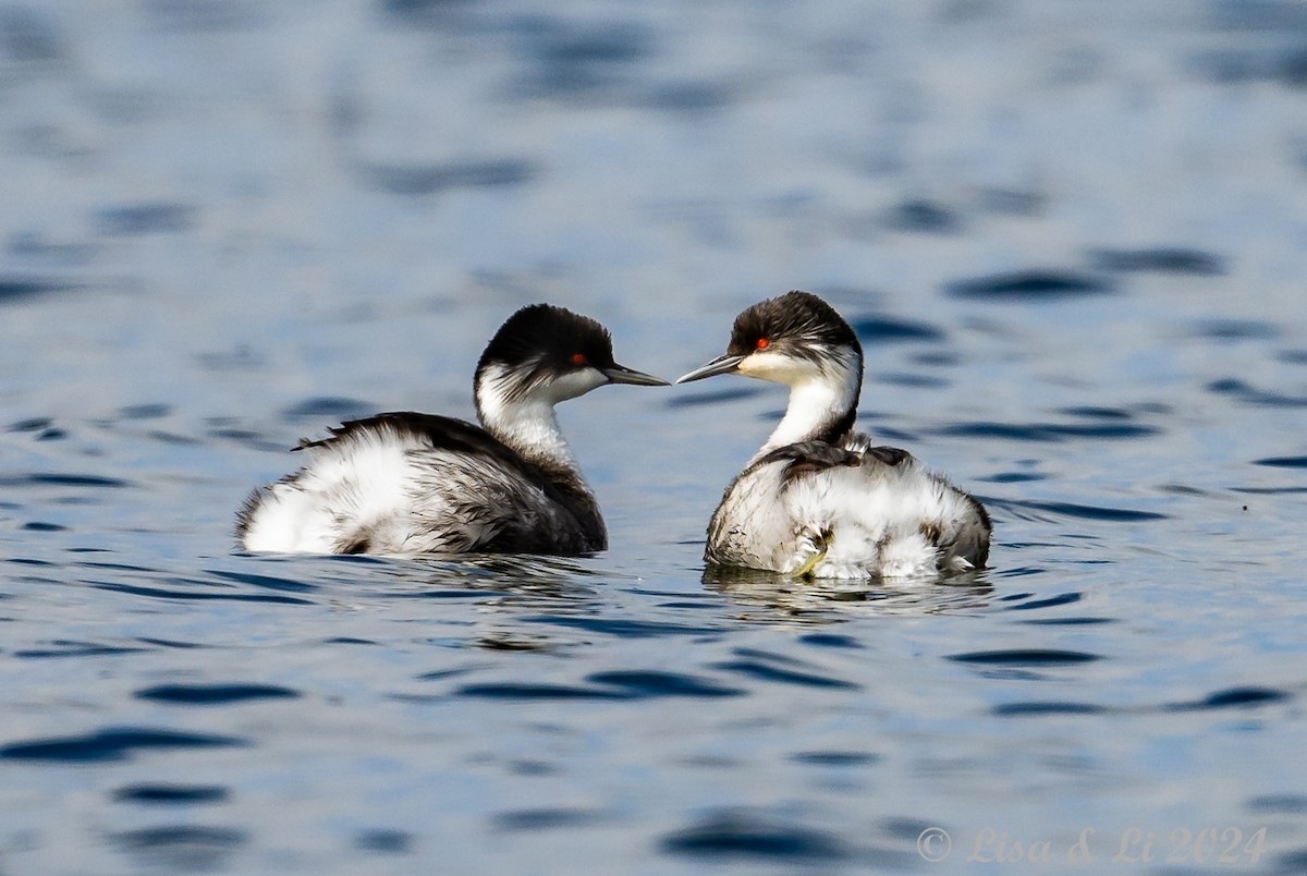 Junin Grebe - ML623954355