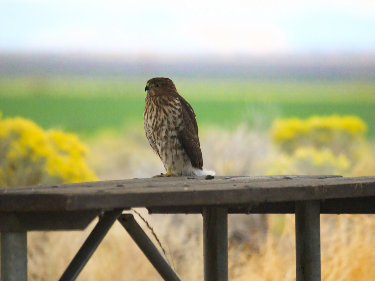 Cooper's Hawk - ML623954356