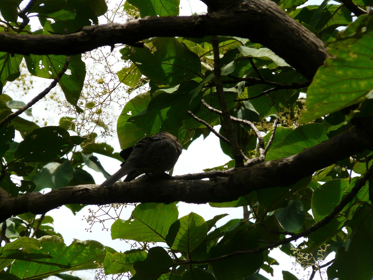 Spotted Dove - Shubham Moharekar