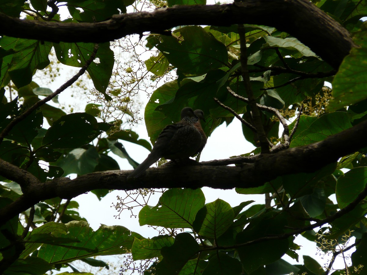 Spotted Dove - ML623954369