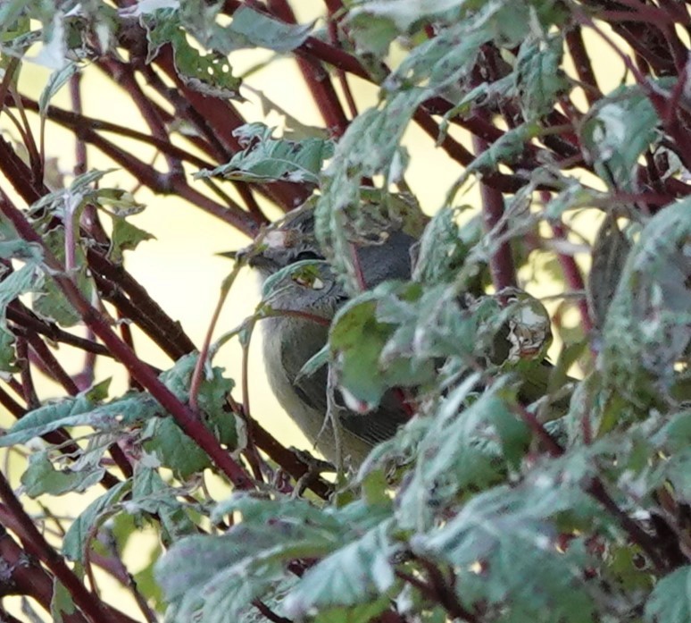 Orange-crowned Warbler - ML623954383