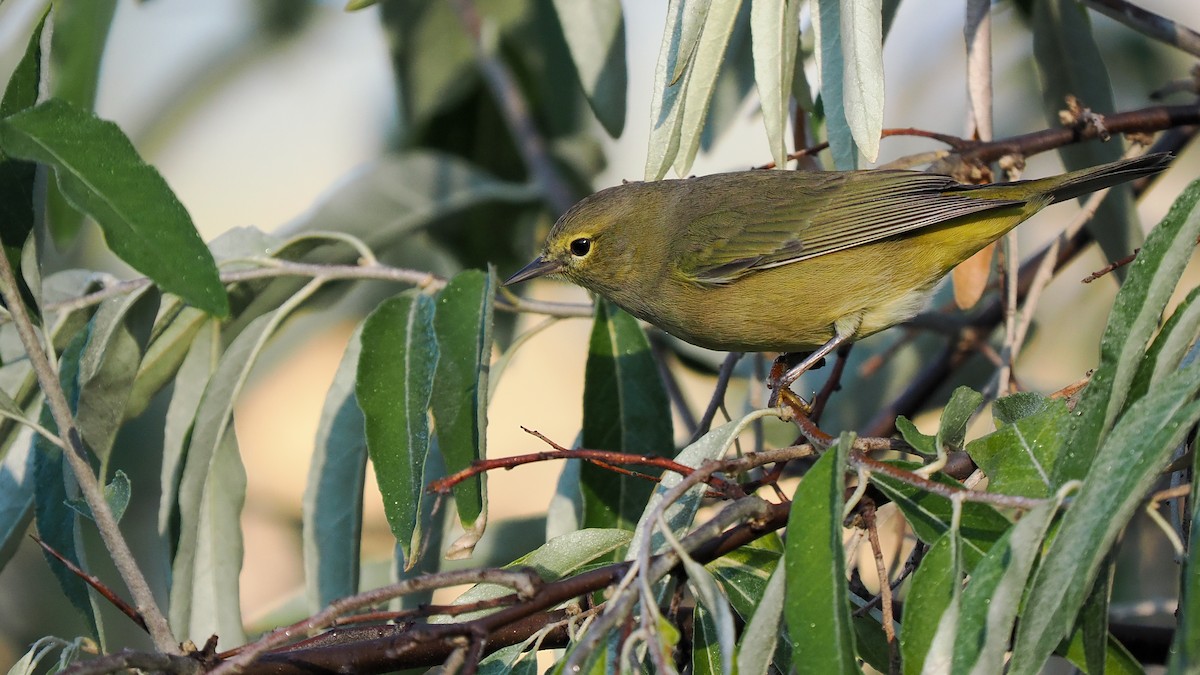 Orange-crowned Warbler - ML623954386