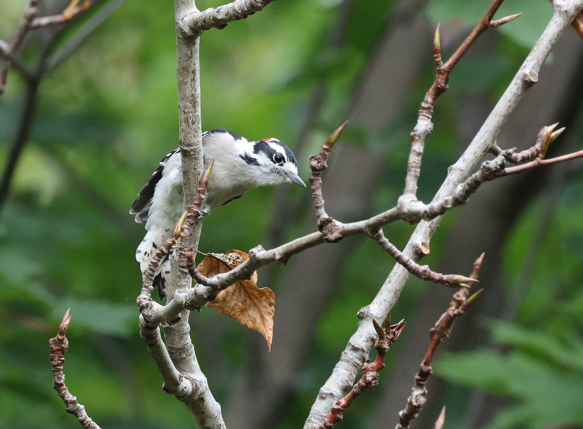 Downy Woodpecker - Jean Carpentier