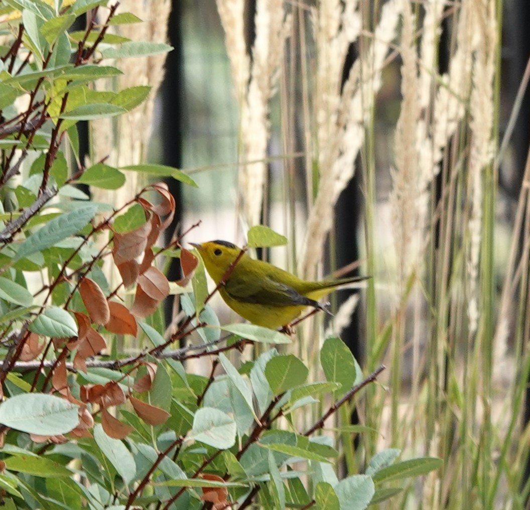 Wilson's Warbler - ML623954402