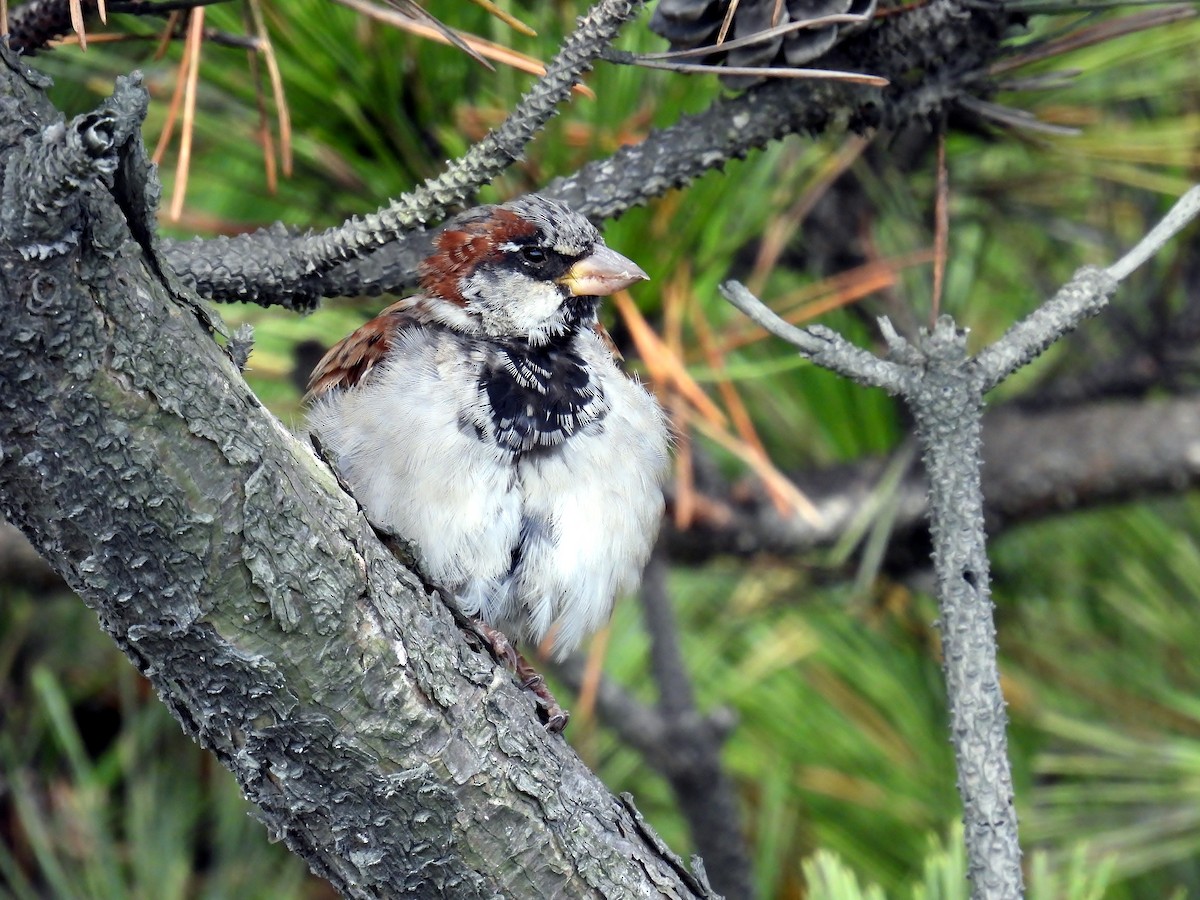 House Sparrow - ML623954414