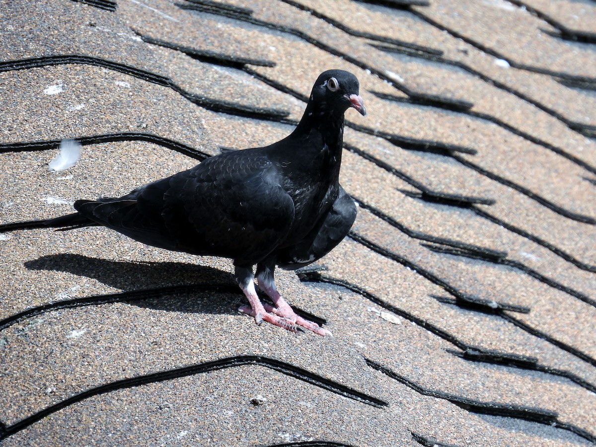 Rock Pigeon (Feral Pigeon) - ML623954416