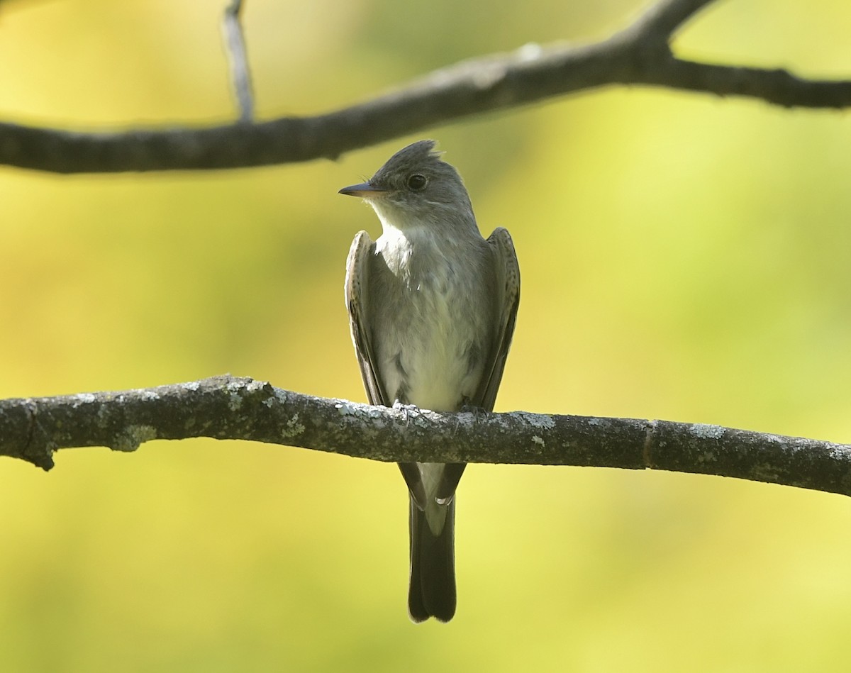 Eastern Wood-Pewee - ML623954417