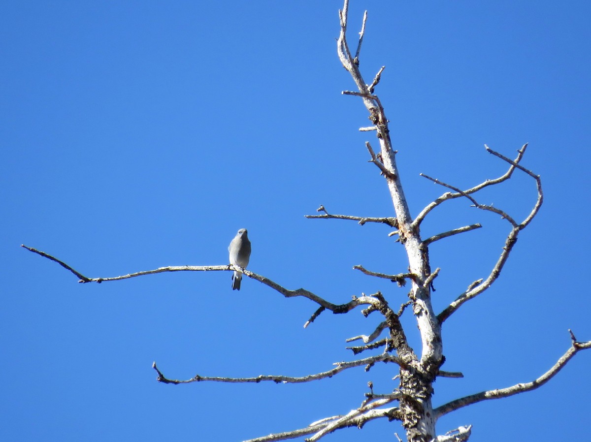 Mountain Bluebird - ML623954422