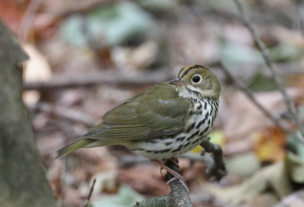 Ovenbird - ML623954423