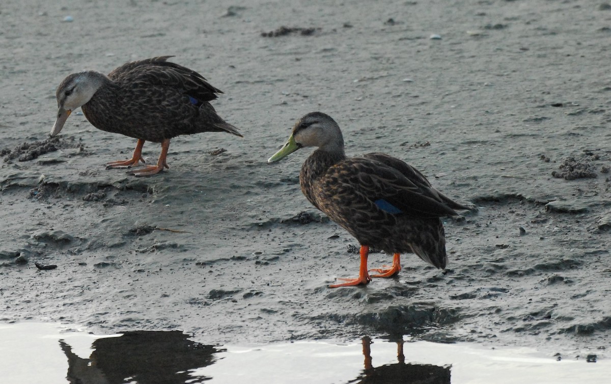 Mottled Duck - ML623954437