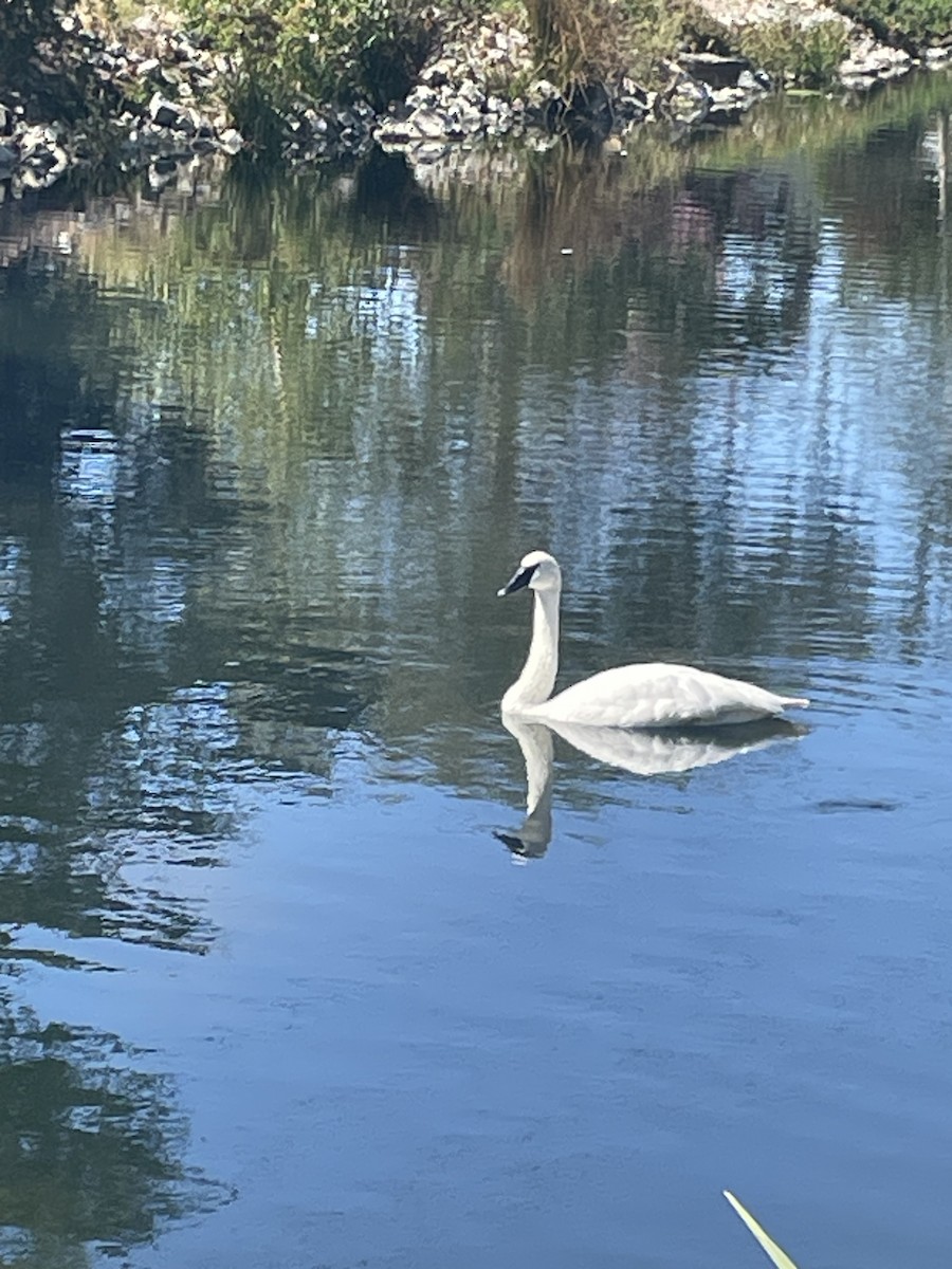 Cisne Trompetero - ML623954444