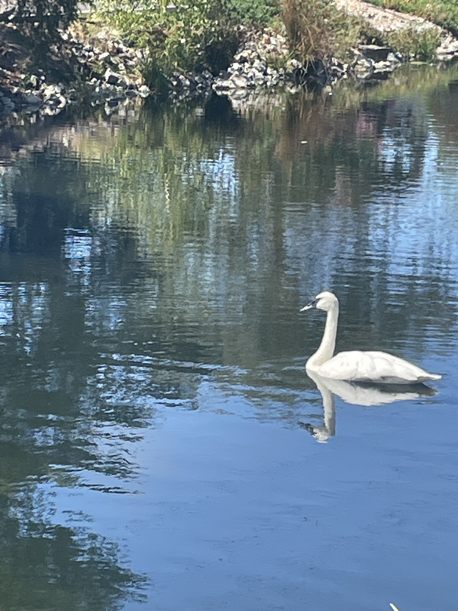 Trumpeter Swan - ML623954445