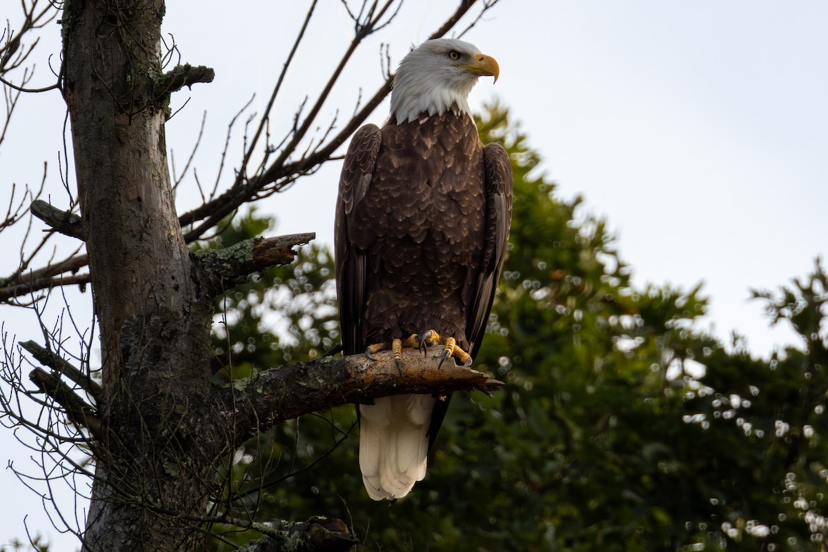 Bald Eagle - ML623954460