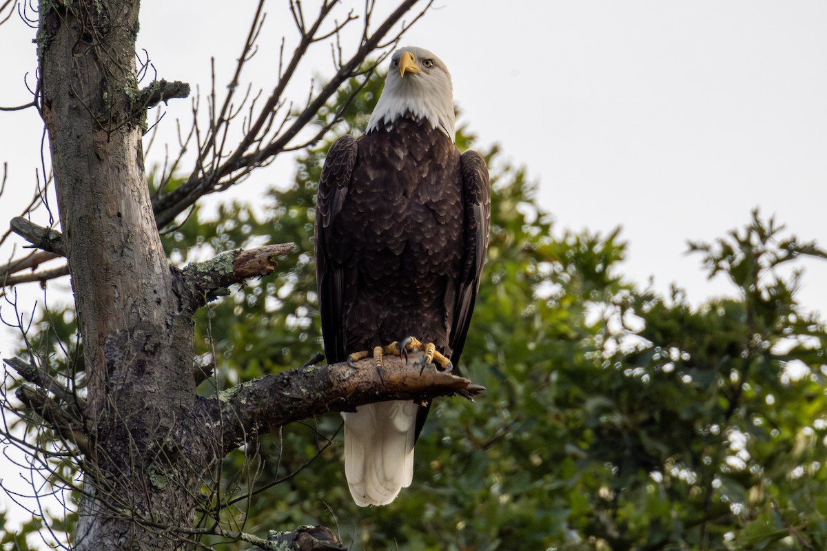 Bald Eagle - ML623954463