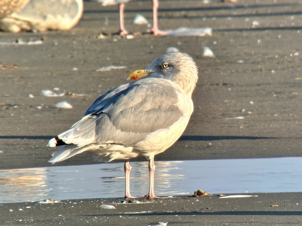 Kuzey Gümüş Martısı (argentatus/argenteus) - ML623954464