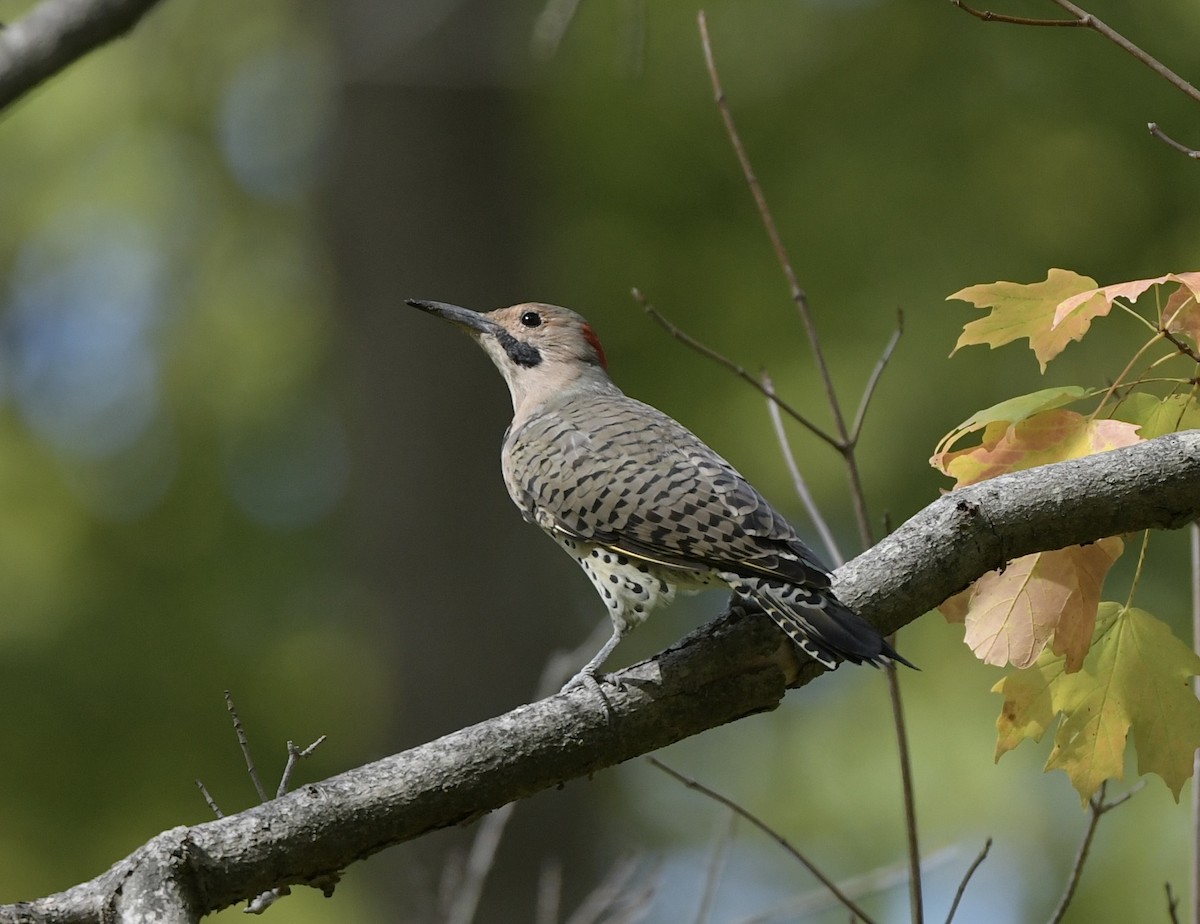 Northern Flicker - ML623954466