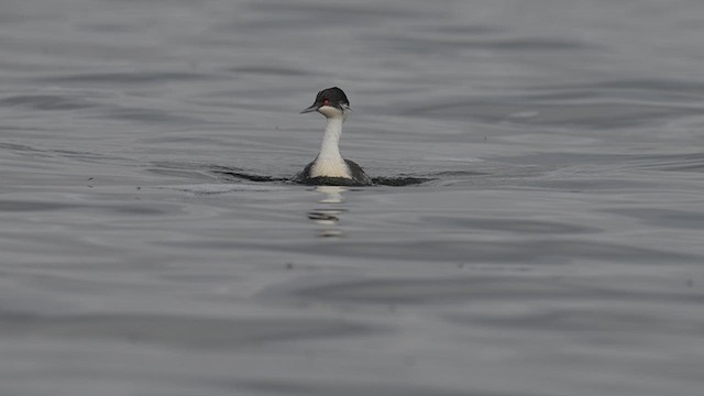 Punataucher - ML623954467