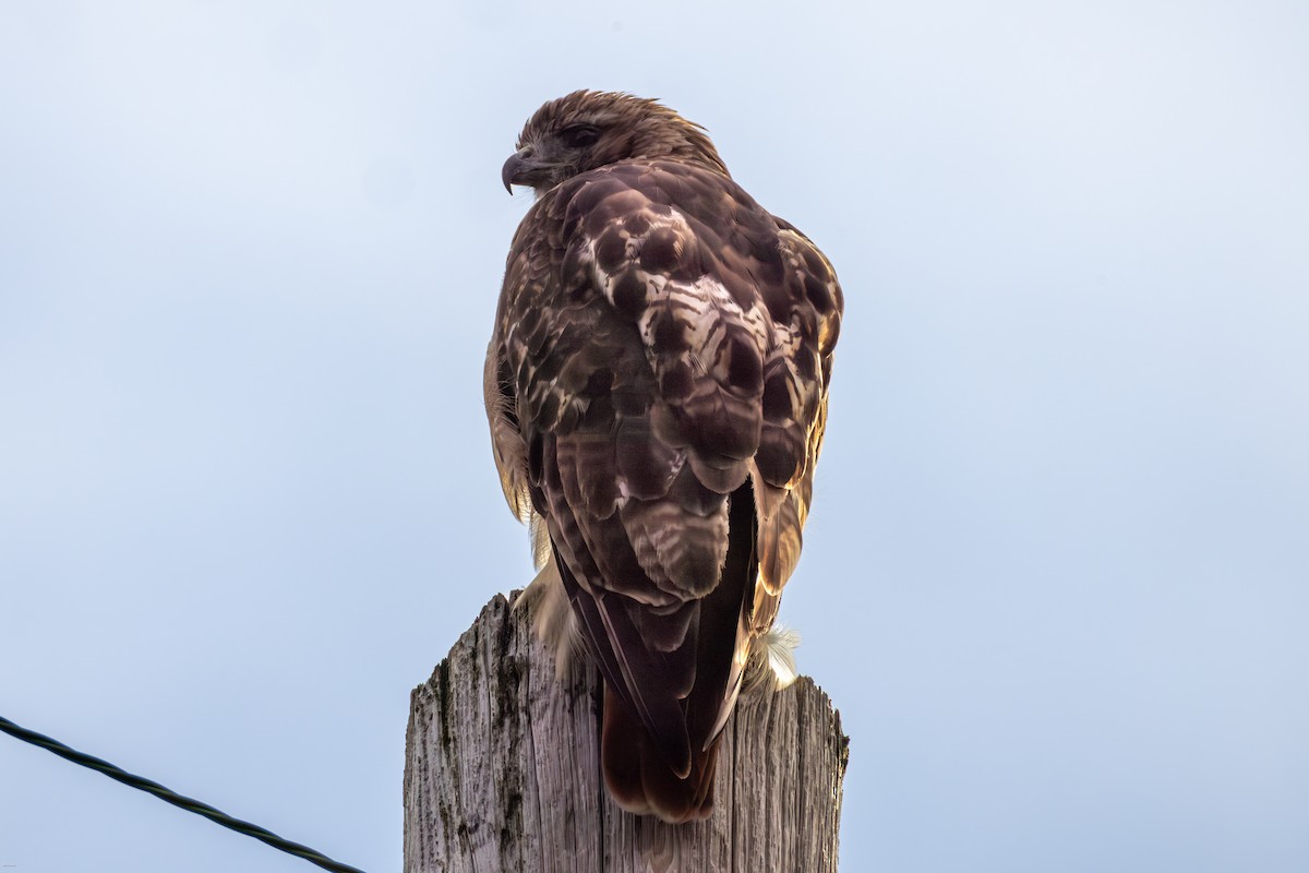 Red-tailed Hawk - ML623954479