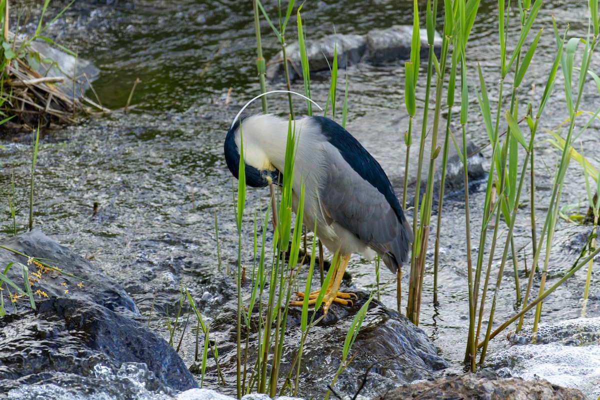 Black-crowned Night Heron - ML623954482