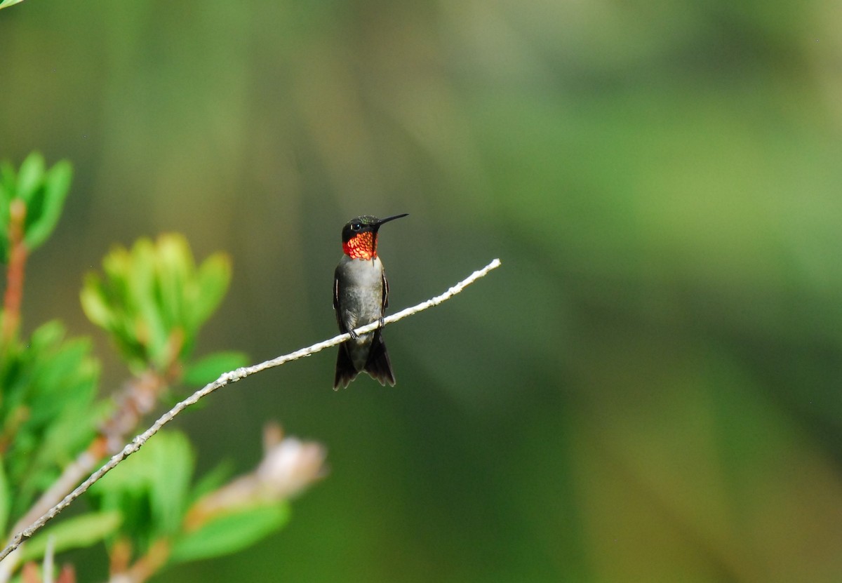 Ruby-throated Hummingbird - ML623954488