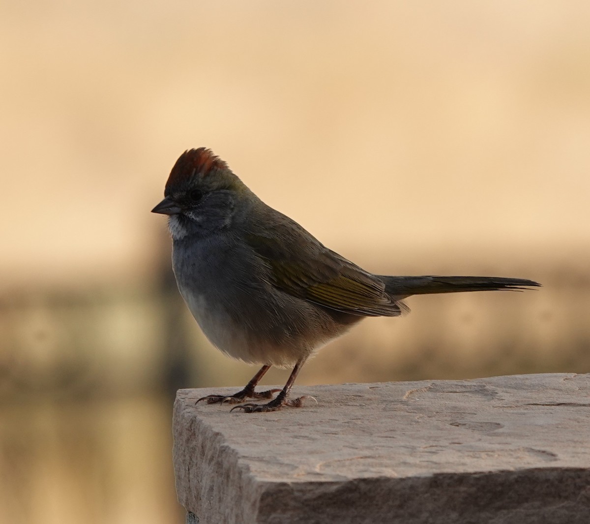 Green-tailed Towhee - ML623954500