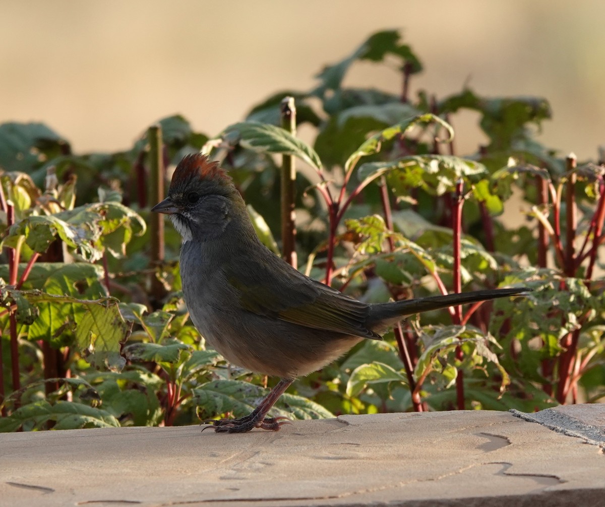 Green-tailed Towhee - ML623954501