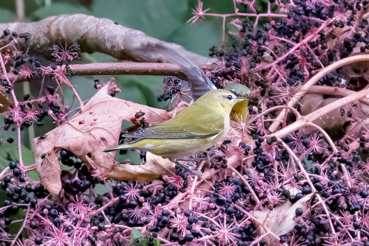 Tennessee Warbler - ML623954507