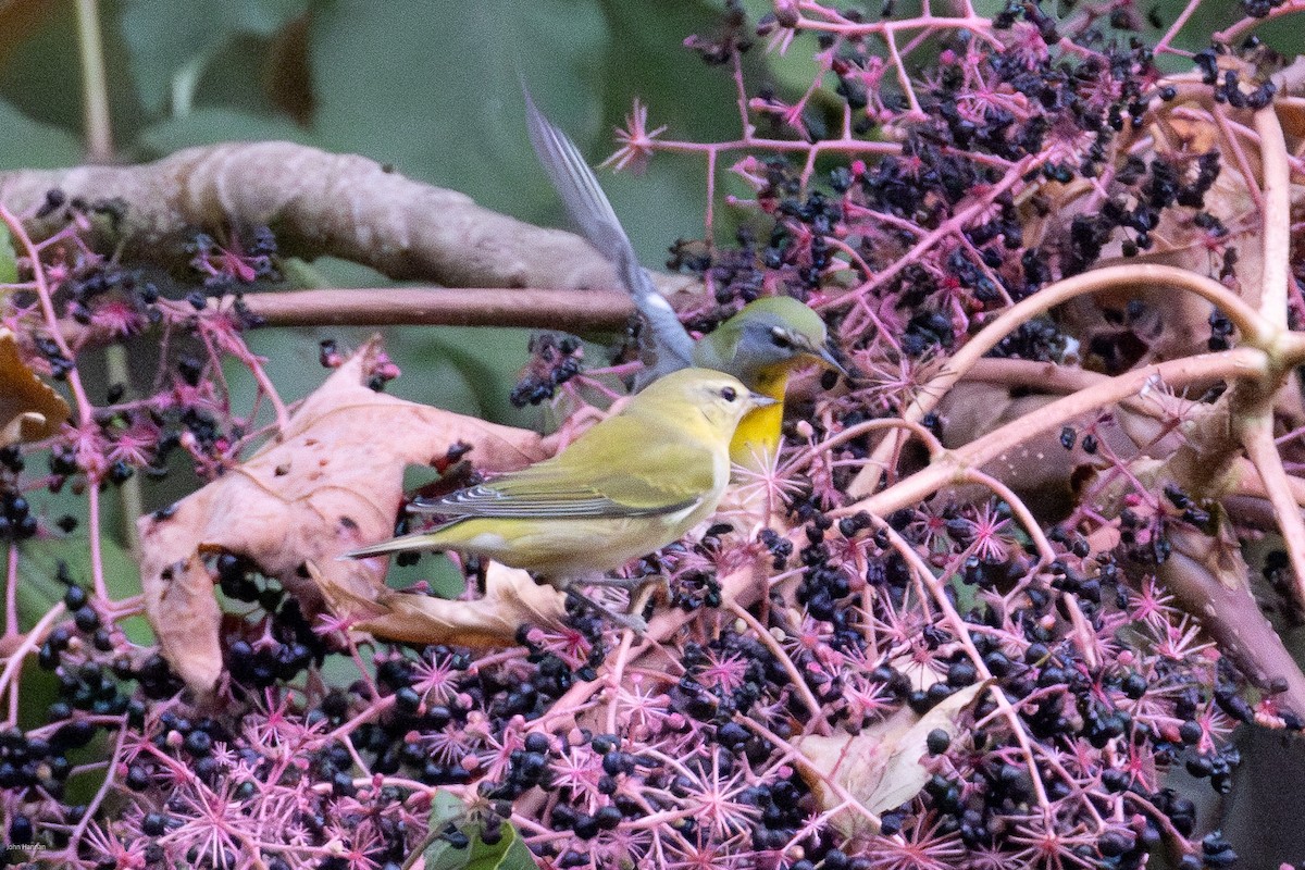 Tennessee Warbler - ML623954509