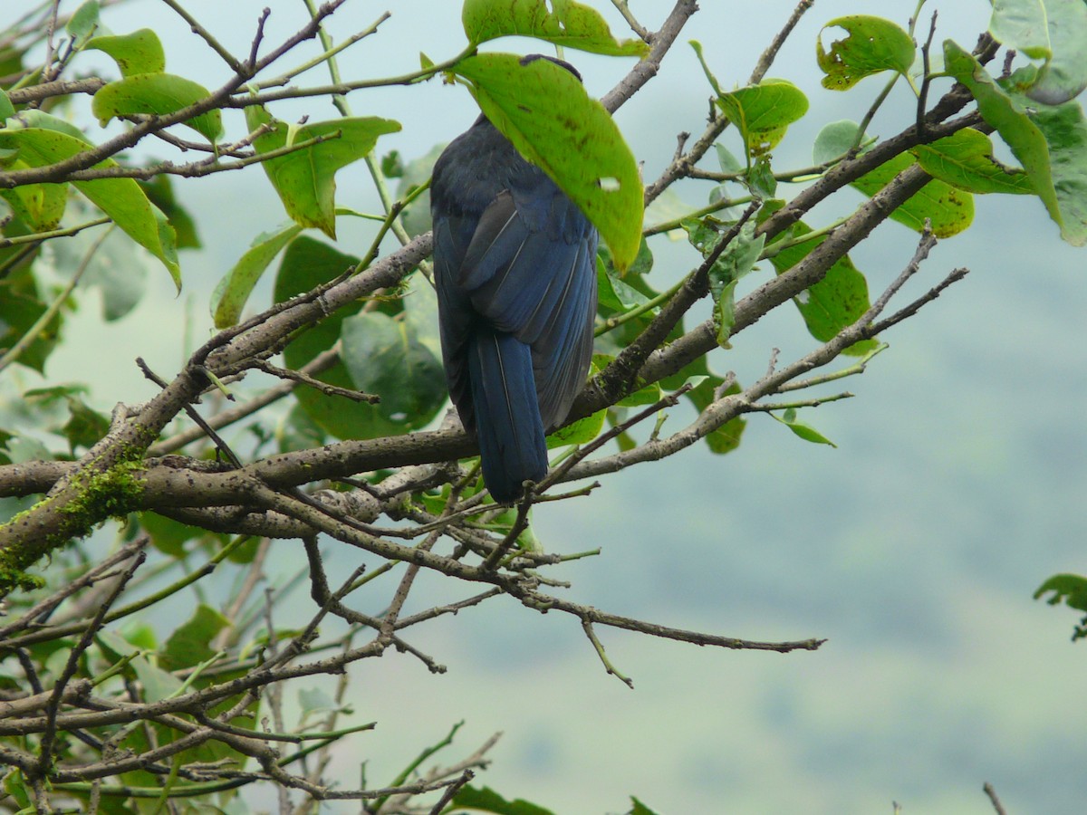 Malabar Whistling-Thrush - ML623954518