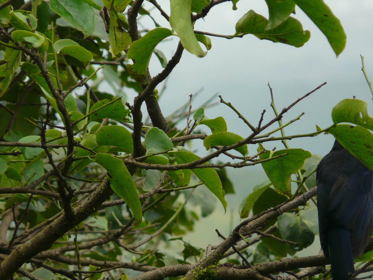 Malabar Whistling-Thrush - ML623954525