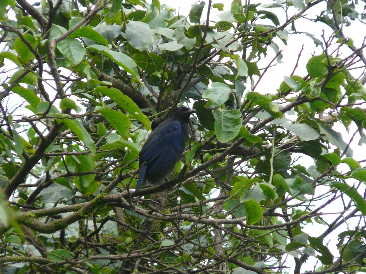 Malabar Whistling-Thrush - ML623954527