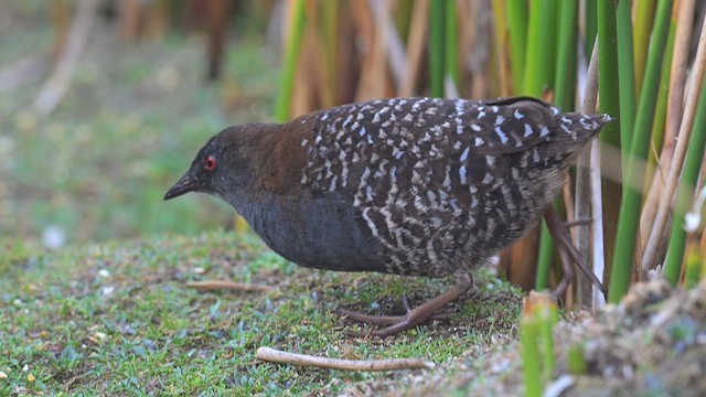 Black Rail (Junin) - ML623954537