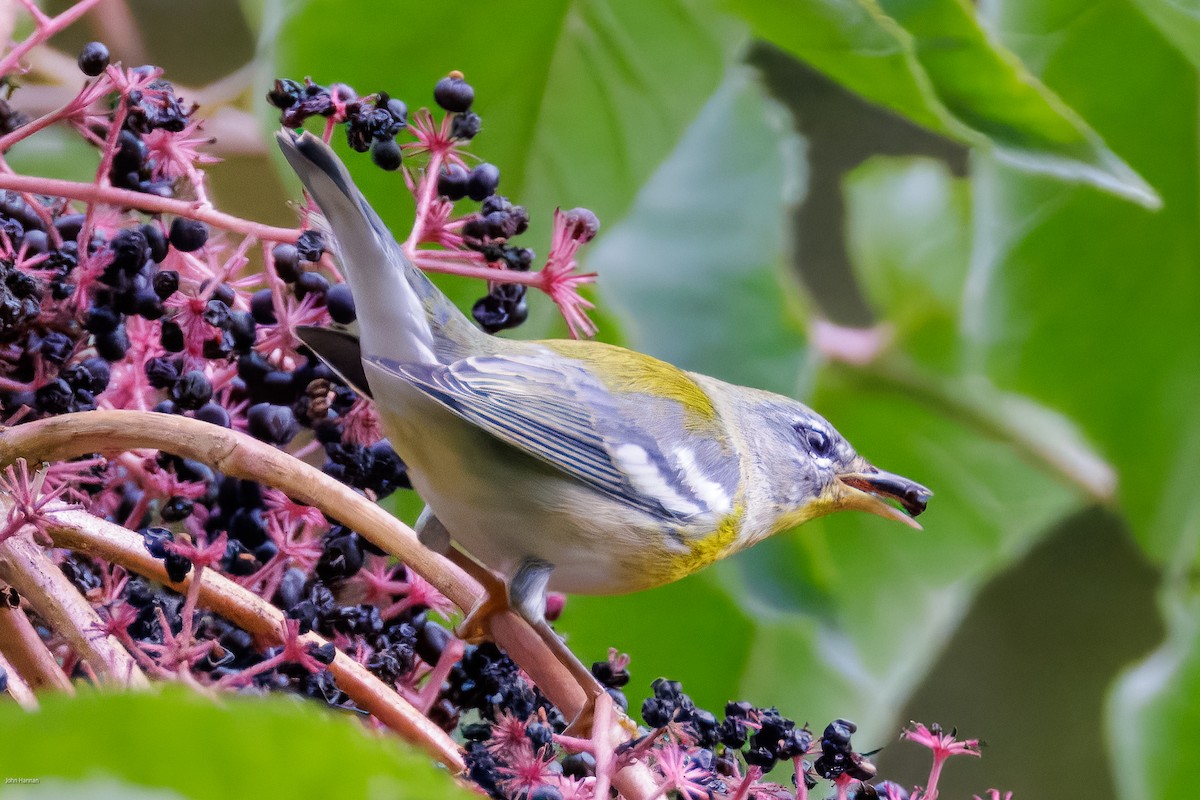 Northern Parula - ML623954541