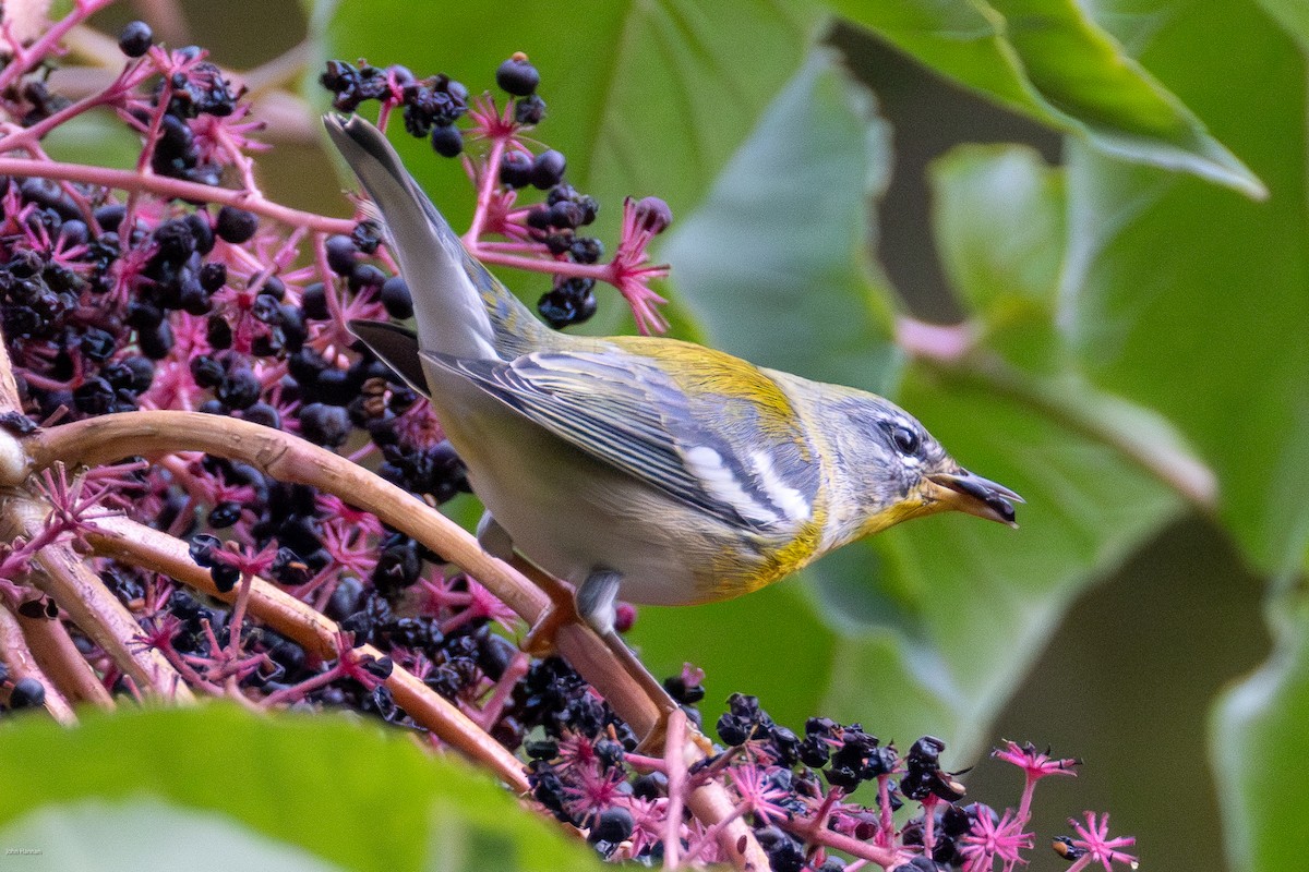 Northern Parula - ML623954542