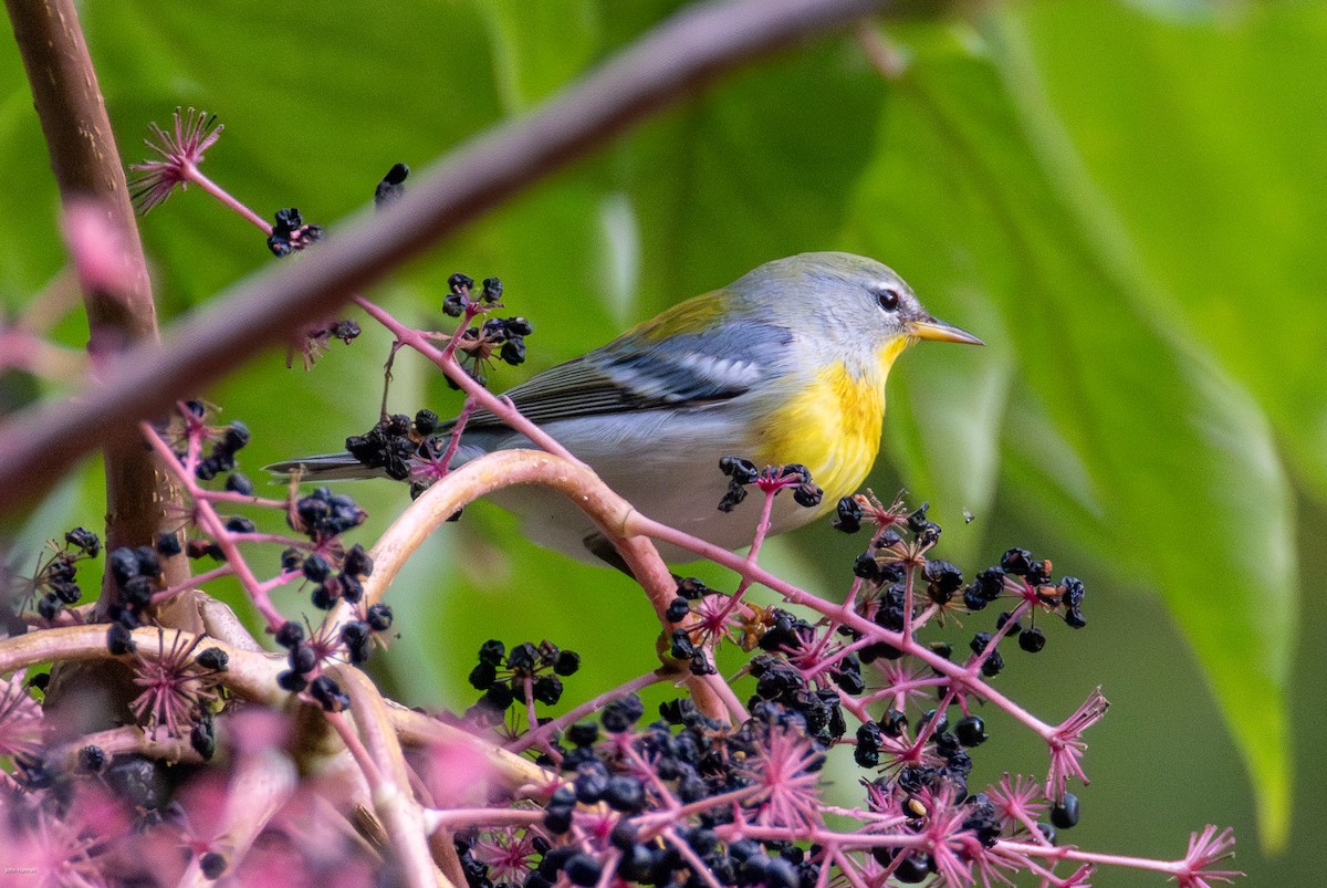 Northern Parula - ML623954543