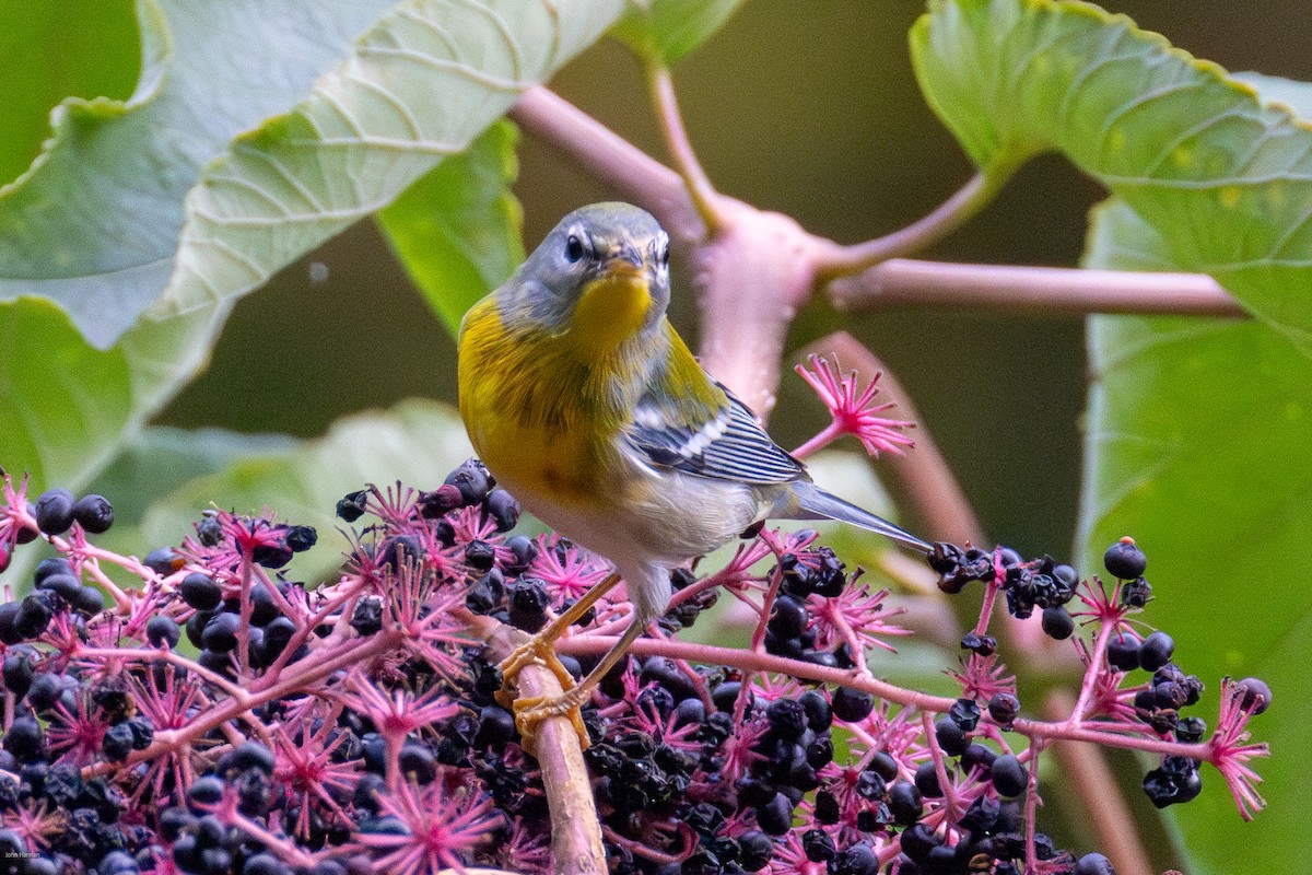 Northern Parula - ML623954544