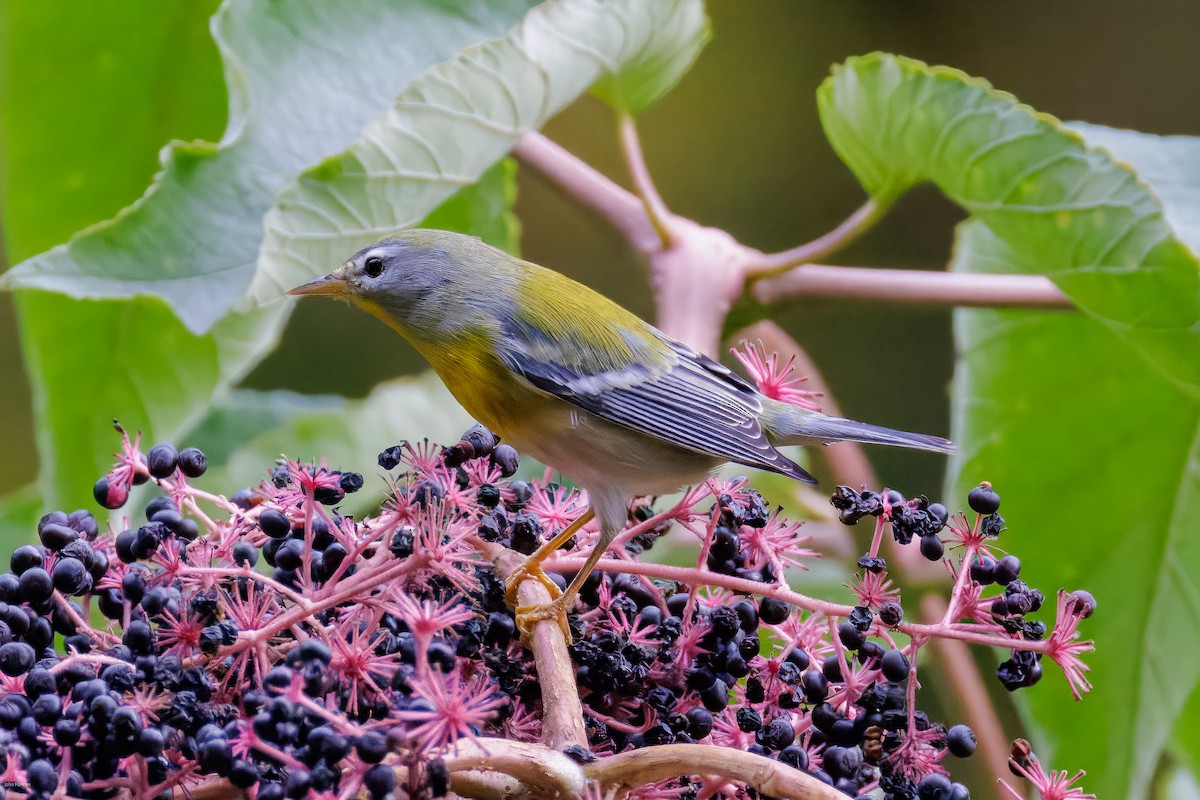 Northern Parula - John Hannan