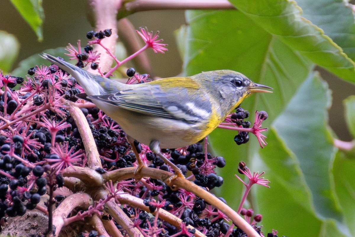 Northern Parula - ML623954547